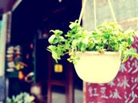 佩妮一周星座运势（1.2—1.8）