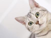 猫系星座男