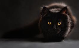 梦见猫说话