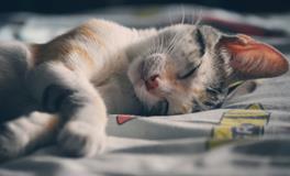 梦见白色的猫