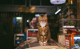 梦见猫下崽