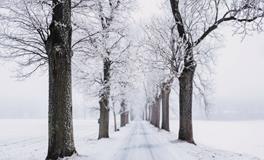 梦见八月下雪
