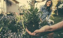 生肖狗如何用植物旺财运