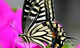 天秤座代表的蝴蝶