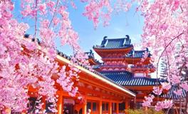 清明樱花祭，清明樱花祭是哪个国家的习俗