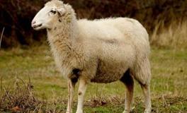 2027年属羊的五行属什么，是什么命？