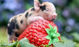 生肖猪的桃花月是哪个月份