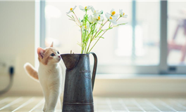 Pandora占星小巫狮子座一周塔罗运势（12.29-1.4）