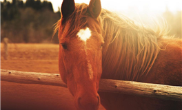 爱莎公主白羊座2025年12月塔罗运势