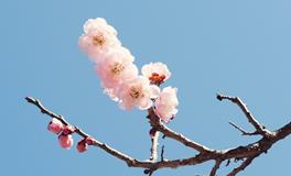 家中摆花有讲究，哪些花卉适合在家中摆放